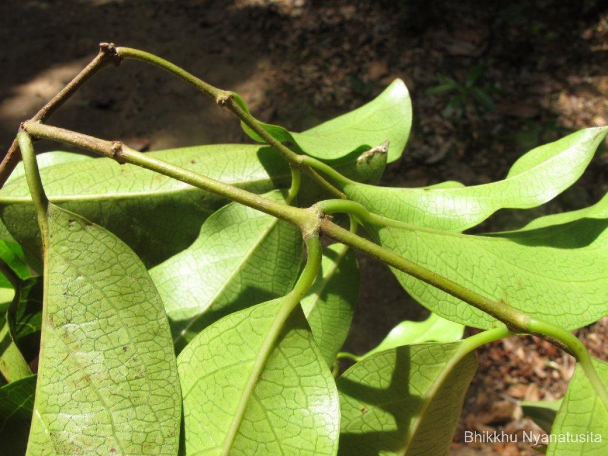 Aganosma cymosa (Roxb.) G.Don